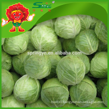 best green sweet cabbage on sale 2016 new harvest type white cabbage